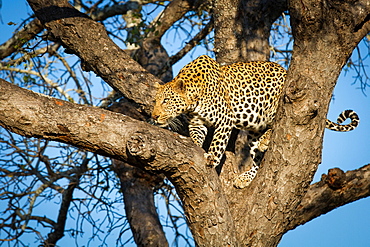 A leopard, Panthera pardus, stands in a tree, looks along a branch, Londolozi Game Reserve, Sabi Sands, Greater Kruger National Park, South Africa