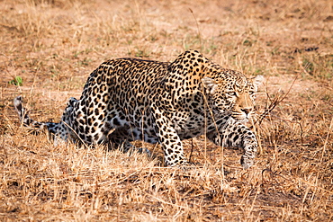 A leopard, Panthera pardus, crouching low, stalks through dry grass, ears back, Londolozi Game Reserve, Sabi Sands, Greater Kruger National Park, South Africa