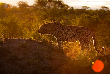 A leopard, Panthera pardus, silhouette, standing on a mound, trees in the background, Londolozi Game Reserve, Sabi Sands, Greater Kruger National Park, South Africa