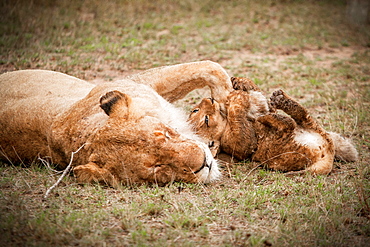 A lioness, Panthera leo, closes its eyes and lies down, a lion cub bites her paw as it rolls onto its back, on green grass, Londolozi Game Reserve, Sabi Sands, Greater Kruger National Park, South Africa