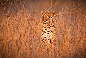 A leopard, Panthera pardus, sits in tall dry brown grass and looks around alert, ears facing forward, Londolozi Game Reserve, Sabi Sands, Greater Kruger National Park, South Africa