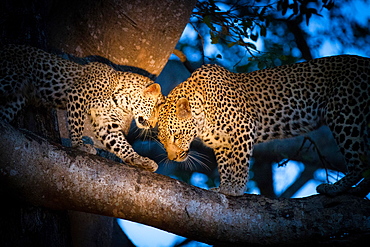 A leopard mother, Panthera pardus, and her cub, stand on the branch of a tree with the spotlight on them, looking away, touching heads, Londolozi Game Reserve, Sabi Sands, Greater Kruger National Park, South Africa