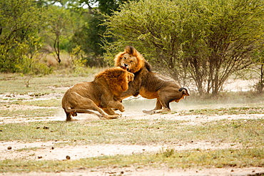 Two male lions, Panthera leo, fighting in a clearing, snarling and picking up dust from the ground, trees and bushes in the background, Londolozi Game Reserve, Sabi Sands, Greater Kruger National Park, South Africa