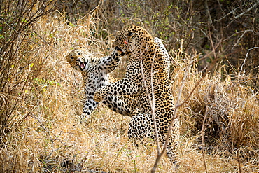 Two leopards, Panthera pardus, fighting, snarling and on their hind legs, in dry yellow grass, Londolozi Game Reserve, Sabi Sands, Greater Kruger National Park, South Africa