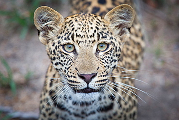 The head of a leopard cub, Panthera pardus, alert, yellow-green eyes, blurred background, spotted coat, Londolozi Game Reserve, Sabi Sands, Greater Kruger National Park, South Africa