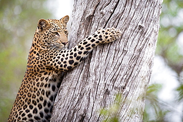 A leopard cub, Panthera pardus, looks away, clings to a tree trunk with its claws, Londolozi Game Reserve, Sabi Sands, Greater Kruger National Park, South Africa