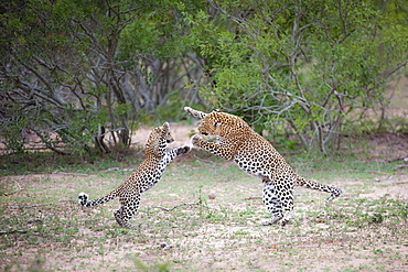 A leopard mother, Panthera pardus, and her cub, stand on their hind legs as they play fight, trees in the background, Londolozi Game Reserve, Sabi Sands, Greater Kruger National Park, South Africa