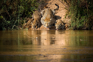 Mother leopard, Panthera pardus, and her cubs drink from a river simultaneously, their tongues lapping up water, Londolozi Game Reserve, Sabi Sands, Greater Kruger National Park, South Africa