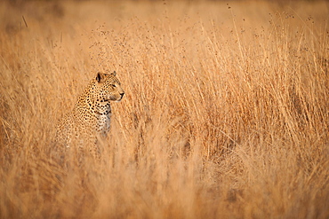 A leopard cub, Panthera pardus, sits and looks away, sitting in long dry yellow-brown grass, Londolozi Game Reserve, Sabi Sands, Greater Kruger National Park, South Africa