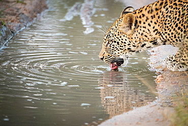 A side-profile head shot of a female leopard, Panthera pardus, lapping up water with her tongue from a puddle, ripples in the water, Londolozi Game Reserve, Sabi Sands, Greater Kruger National Park, South Africa