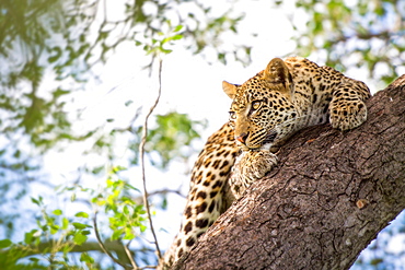 A leopard cub, Panthera pardus, clings onto a vertical marula tree trunk, Sclerocarya birrea, with its claws as it looks away, Londolozi Game Reserve, Sabi Sands, Greater Kruger National Park, South Africa