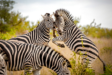 Two zebra, Equus quagga, stand on their hind legs rearing and fight, biting showing teeth, Londolozi Game Reserve, Sabi Sands, Greater Kruger National Park, South Africa