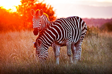 Two zebra, Equus quagga, standing in dry brown grass, backlit at sunset, one looking up one grazing, Londolozi Game Reserve, Sabi Sands, Greater Kruger National Park, South Africa