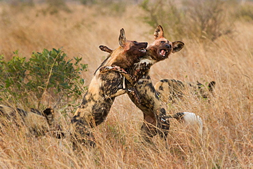 Two wild dog, Lycaon pictus, standing on their hind legs and fighting, front legs around each other, bloody faces, mouths open showing teeth, Londolozi Game Reserve, Sabi Sands, Greater Kruger National Park, South Africa