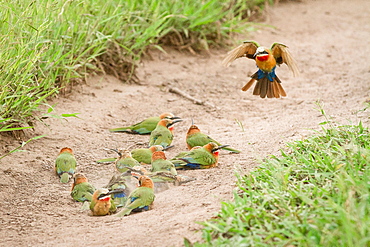 A flock of white-fronted bee-eaters, Merops bullockoides, lie on sand while one flies down, wings up and tail spread, Londolozi Game Reserve, Sabi Sands, Greater Kruger National Park, South Africa