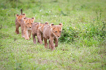 Lion cubs, Panthera leo, walk in a line in green grass, looking away, wet fur, Londolozi Game Reserve, Sabi Sands, Greater Kruger National Park, South Africa