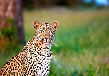 A leopard, Panthera pardus, sits in green grass, alert, ears forward, yellow eyes, white whiskers, dark rosettes on fur, Londolozi Game Reserve, Sabi Sands, Greater Kruger National Park, South Africa