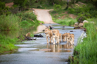 A pride of lion, Panthera leo, and their cubs walk through a river causeway, ears back, wound on one leg, Londolozi Game Reserve, Sabi Sands, Greater Kruger National Park, South Africa