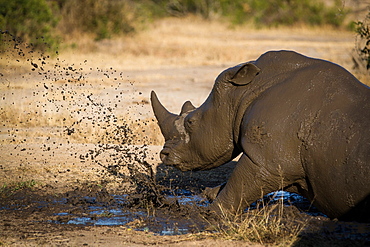 A rhino, Ceratotherium simum, lies down in mud and splashes it, looking away, Londolozi Game Reserve, Sabi Sands, Greater Kruger National Park, South Africa