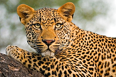 A leopard's head and front leg, Panthera pardus, lying on a tree branch, alert, ears forward, Londolozi Game Reserve, Sabi Sands, Greater Kruger National Park, South Africa