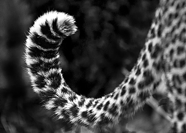 A leopard's tail, Panthera pardus, curled up, dark rosettes on fur, in black and white, Londolozi Game Reserve, Sabi Sands, Greater Kruger National Park, South Africa