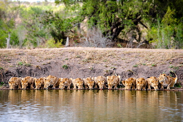 A pride of lions, Panthera leo, lying down and drinks water, lapping water, facing camera, river bank and trees in background, Londolozi Game Reserve, Sabi Sands, Greater Kruger National Park, South Africa