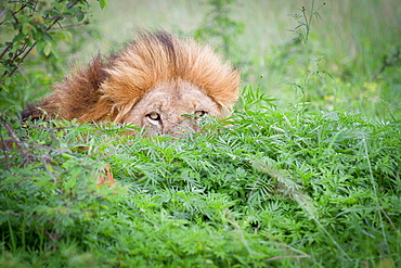 A male lion, Panthera leo, peeks up from behind a bush, yellow eyes and mane visible, Londolozi Game Reserve, Sabi Sands, Greater Kruger National Park, South Africa