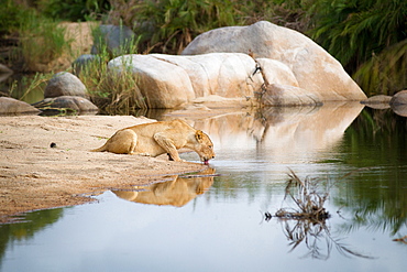 A lioness, Panthera leo, crouches down on sand and drinks water, laps water with tongue, looking away, ripples in water, boulders in background, Londolozi Game Reserve, Sabi Sands, Greater Kruger National Park, South Africa