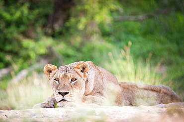 A lioness, Panthera leo, lies on sand, head resting on feet, alert, greenery in background, Londolozi Game Reserve, Sabi Sands, Greater Kruger National Park, South Africa