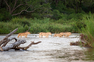 A lion pride, Panthera leo, cross a river in a line in knee deep water, following each other, greenery in background, Londolozi Game Reserve, Sabi Sands, Greater Kruger National Park, South Africa