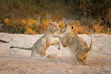 Two lion cubs, Panthera leo, stand on their hind legs in sand while playing, paws in the air, sand in the air, Londolozi Game Reserve, Sabi Sands, Greater Kruger National Park, South Africa