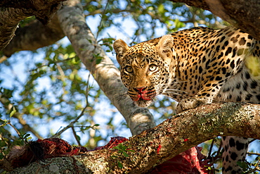 A leopard, Panthera pardus, stands in a tree over a carcass, alert, blood on nose and snout, ears up, Londolozi Game Reserve, Sabi Sands, Greater Kruger National Park, South Africa