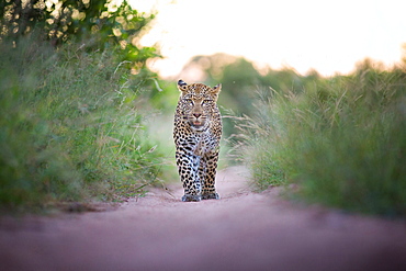 A leopard, Panthera pardus, walks towards the camera on sand road, direct gaze, ears facing backward, mouth open, long green grass, Londolozi Game Reserve, Sabi Sands, Greater Kruger National Park, South Africa