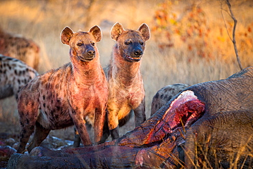 Two spotted hyenas, Crocuta crocuta, stand together at an elephant carcass, Loxodonta africana, blood on chest, looking away, Londolozi Game Reserve, Sabi Sands, Greater Kruger National Park, South Africa