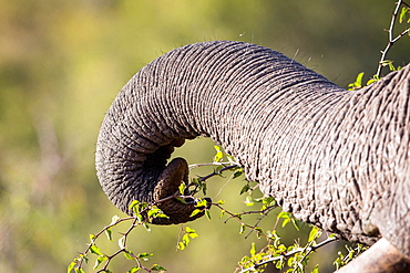 An elephant's trunk, Loxodonta africana, curled and grabbing leaves from a branch with thorns, Londolozi Game Reserve, Sabi Sands, Greater Kruger National Park, South Africa