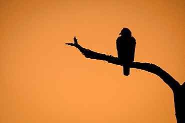 The silhouette of a Wahlberg's eagle, Hieraaetus wahlergi, perched don a tree branch against brown orange sky, Londolozi Game Reserve, Sabi Sands, Greater Kruger National Park, South Africa