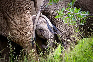 An elephant calf, Loxodonta Africana, stands with two elephant's tails draped over its face, trunk curled in, green grass, Londolozi Game Reserve, Sabi Sands, Greater Kruger National Park, South Africa