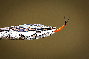 The head of a vine snake, Thelotornis capensis capensis, green brown and white scales, orange tongue sticking out, Londolozi Game Reserve, Sabi Sands, Greater Kruger National Park, South Africa