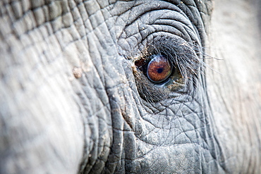 An elephant's eye, Loxodonta africana, long eyelashes, creased skin, direct gaze, Londolozi Game Reserve, Sabi Sands, Greater Kruger National Park, South Africa