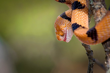 The head and body of a common tiger snake, Telescopus semiannulatus, mouth open, yellow orange eyes, coiled on a branch, Londolozi Game Reserve, Sabi Sands, Greater Kruger National Park, South Africa