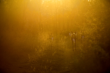 A pack of backlit wild dog, Lycaon pictus, walking away from camera, sun shine through trees and long grass, Londolozi Game Reserve, Sabi Sands, Greater Kruger National Park, South Africa