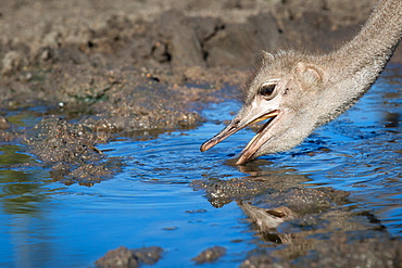 A common ostrich's head, Struthio camelus, opens its mouth while drinking water, looking away, ripples in water, long eyelashes, Londolozi Game Reserve, Sabi Sands, Greater Kruger National Park, South Africa