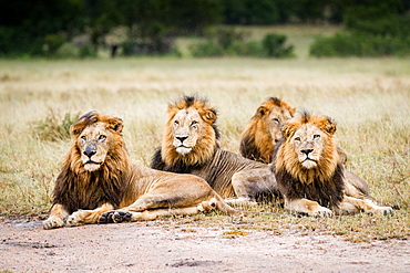 Three male lions, Panthera leo, lie on the ground in a line in a clearing, looking away, wet fur, Londolozi Game Reserve, Sabi Sands, Greater Kruger National Park, South Africa