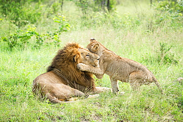 A male lion, Panthera leo, lies in green grass, a lion cub wraps its from leg around male's head while playing, looking away, Londolozi Game Reserve, Sabi Sands, Greater Kruger National Park, South Africa