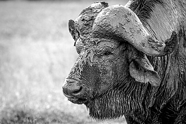 The head of a buffalo, Syncerus caffer, head covered in mud, wet fur, looking away, in black and white, Londolozi Game Reserve, Sabi Sands, Greater Kruger National Park, South Africa