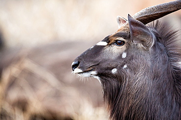 The side profile of the head of a male nyala, Tragelaphus angasii, ears up and perked, looking away, Londolozi Game Reserve, Sabi Sands, Greater Kruger National Park, South Africa