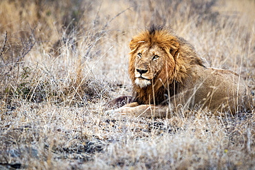 A male lion, Panthera leo, lies down in dry brown grass, direct gaze over shoulder, thick mane, Londolozi Game Reserve, Sabi Sands, Greater Kruger National Park, South Africa