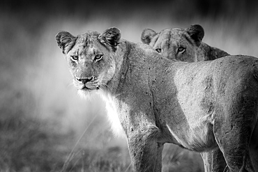 Two lions, Panthera leo, standing with alert, in black and white, Londolozi Game Reserve, Sabi Sands, Greater Kruger National Park, South Africa