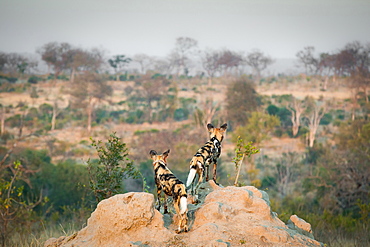 Two wild dog, Lycaon pictus, stand with their backs to the camera on a termite mound, looking away, landscape grass and trees in background, Londolozi Game Reserve, Sabi Sands, Greater Kruger National Park, South Africa