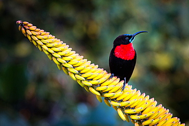 A scarlet-chested sunbird, Chalcomitra senegalensis, perches on a candelabra aloe flower, Aloe arborescens, looking away, Londolozi Game Reserve, Sabi Sands, Greater Kruger National Park, South Africa